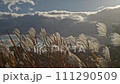 潘帕斯草在冬天的天空中搖曳 111290509