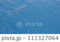 親子クジラブリーチするBaby 111327064