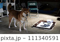 柴犬 111340591