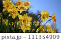 Daffodils, yellow flowers, in spring sunshine blowing in the wind 111354909
