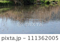 池の水溜りに小魚の跳ねる波紋 111362005