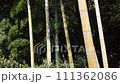 風になびく竹林　bamboo 111362086