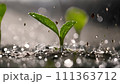 Drops of water pouring down green seedlings 111363712