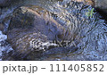 Stream of a stream 111405852
