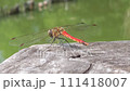陽光下休息翅膀的紅蜻蜓（背面） 111418007