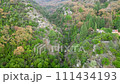 An aerial view of a lush green forest on a mountain with trees and plants 111434193