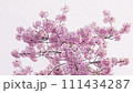 櫻花藍天風景材料複製空間 111434287