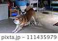 柴犬 111435979