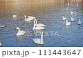 湖で泳ぐ白鳥とカモ 111443647