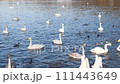 湖で泳ぐ白鳥とカモ 111443649