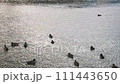 鴨の群れ 111443650
