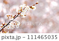 【北海道】桜 111465035