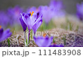 Spring crocus flower. Seasonal Easter background. 111483908