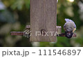 4K video clip of blue tit eating seeds, sunflower hearts, from a wooden bird feeder in a British garden during summer 111546897