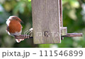 4K video clip of robin eating seeds, sunflower hearts, from a wooden bird feeder in a British garden during summer 111546899