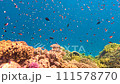 Lively coral reef teeming with life, Explosion of colors 111578770