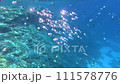 Shiny indian mackerel swimming in front of a colorful coral reef in the red sea 111578776