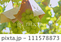 Shine Muscat ripening on the grape trellis 111578873