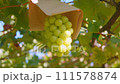Shine Muscat ripening on the grape trellis 111578874