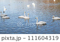 湖で泳ぐ白鳥とカモ 111604319