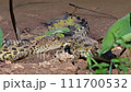 Young Siamese Crocodile in nature at Bueng Boraphet Non-hunting Area, Nakhon Sawan Province, Thailand. 111700532