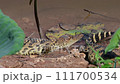 Young Siamese Crocodile in nature at Bueng Boraphet Non-hunting Area, Nakhon Sawan Province, Thailand. 111700534