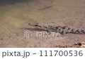 Young Siamese Crocodile in nature at Bueng Boraphet Non-hunting Area, Nakhon Sawan Province, Thailand. 111700536