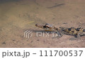 Young Siamese Crocodile in nature at Bueng Boraphet Non-hunting Area, Nakhon Sawan Province, Thailand. 111700537