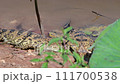 Young Siamese Crocodile in nature at Bueng Boraphet Non-hunting Area, Nakhon Sawan Province, Thailand. 111700538