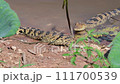 Young Siamese Crocodile in nature at Bueng Boraphet Non-hunting Area, Nakhon Sawan Province, Thailand. 111700539