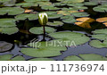 Time lapse of waterlily flowers opening 111736974