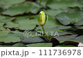 Time lapse of waterlily flowers opening 111736978