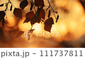 Birch tree on wind back lit silhouette in autumn sunset with sunlight beaming through leaves, slow motion 111737811