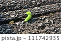 neon green larva 111742935
