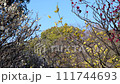 哲学堂公園に咲く紅白黃の三色の梅の花 111744693