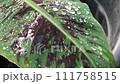 water droplets dancing on the leaves 111758515