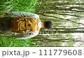 A middle-aged man walking along a forest path tall bright green grass with a backpack. Static shot, rear view, low angle. Vertical shot 4K 111779608