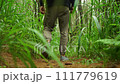 A middle-aged man walking along a forest path tall bright green grass with a backpack. Static shot, rear view, low angle 4K 111779619