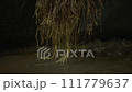 The wet roots of the banyan tree that grow above the river. The roots of the plant hang down to the flowing water. 111779637