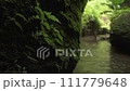 Close-up of stones and rocks covered by moss along water stream flowing through green tropical rainforest canyon. Tracking shot 111779648