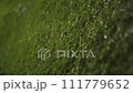 Close-up of stone covered by green wet fluffy moss with dripping water in tropical rainforest canyon. Tracking shot 4K 111779652