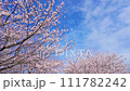 Cherry Blossoms Yoshino cherry tree 111782242