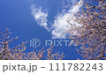 Cherry Blossoms Yoshino cherry tree 111782243