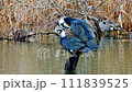 カワウ 111839525