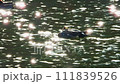 水鳥 111839526