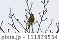 カワラヒワ 111839534