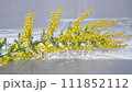 Slow motion of mimosa and waves floating on the water surface 111852112
