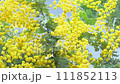 Close-up of rotating mimosa slow motion 111852113
