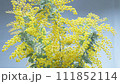 slow motion rotating mimosa 111852114