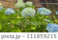 Hydrangea that shines like a jewel 111859215
